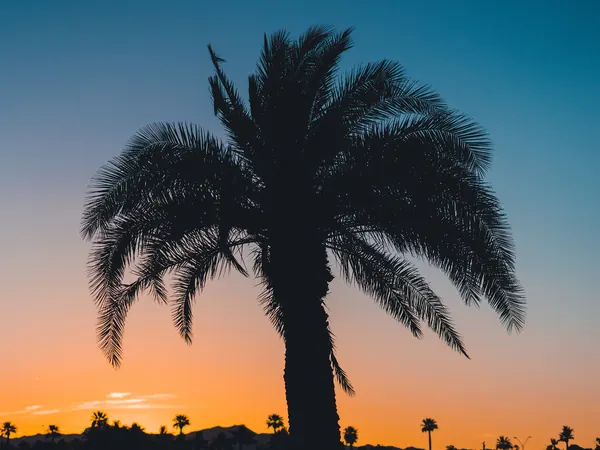 A palm tree against an orange sunset