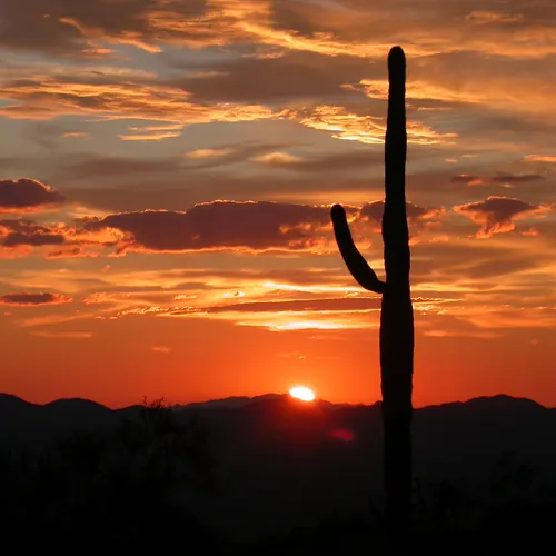 A saguaro silhouetted against a red sunset